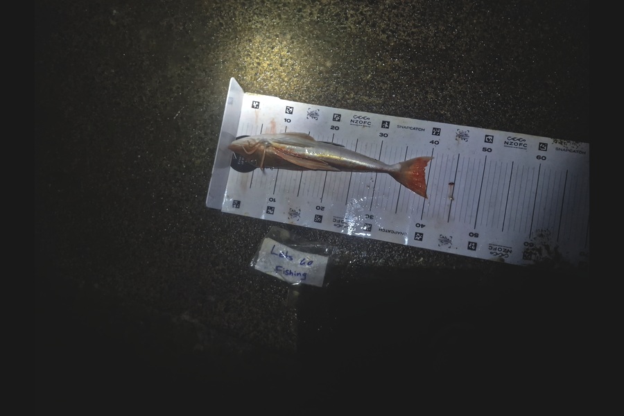 Craig Nelder caught this 39.0cm Gurnard at Northland during The Export NZ Fishing Competition
