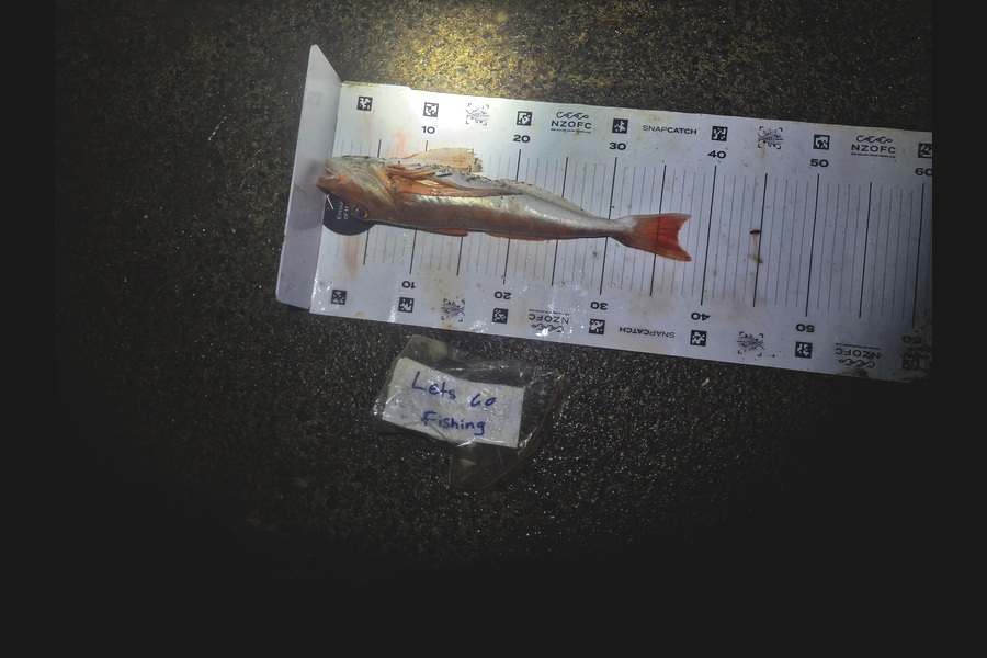 Rosie Phillips caught this 37.0cm Gurnard at Northland during The Export NZ Fishing Competition