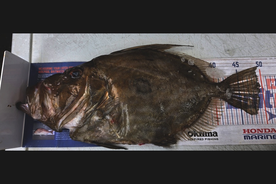 Andrew  Graham  caught this 49.0cm John Dory at Northland during The Export NZ Fishing Competition