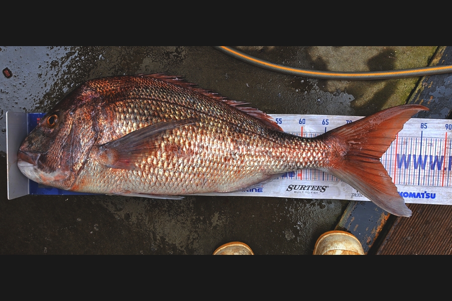 Andrew  Graham  caught this 76.5cm Snapper at Northland during The Export NZ Fishing Competition