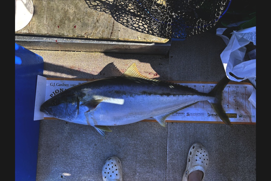 Percy  Cooper caught this 106.5cm Kingfish at Northland during The Export NZ Fishing Competition