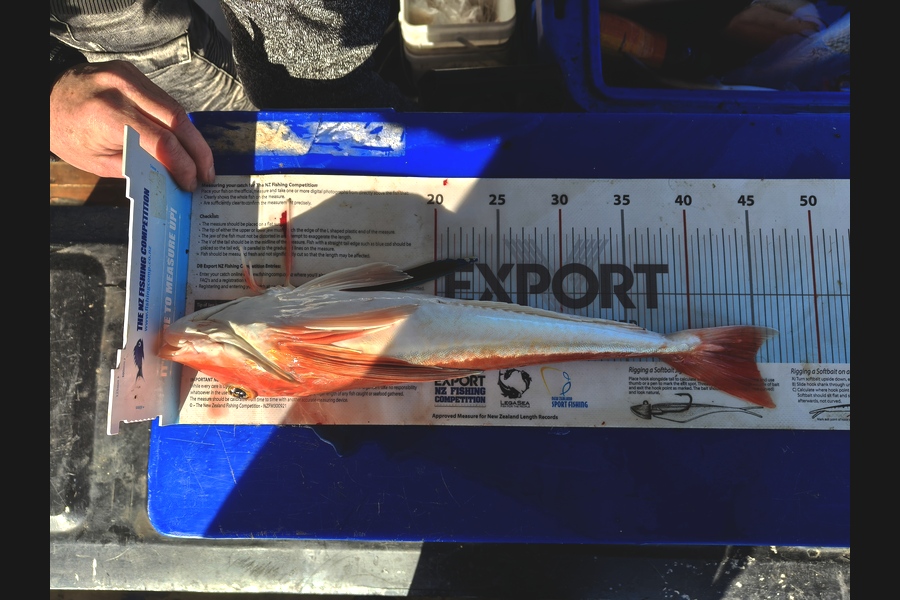 Rob Schofield caught this 45.0cm Gurnard at Wellington during The Export NZ Fishing Competition
