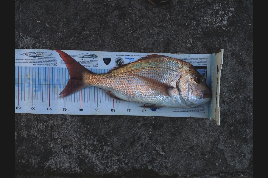 Mike Crawford caught this 43.0cm Snapper at Northland during The Export NZ Fishing Competition