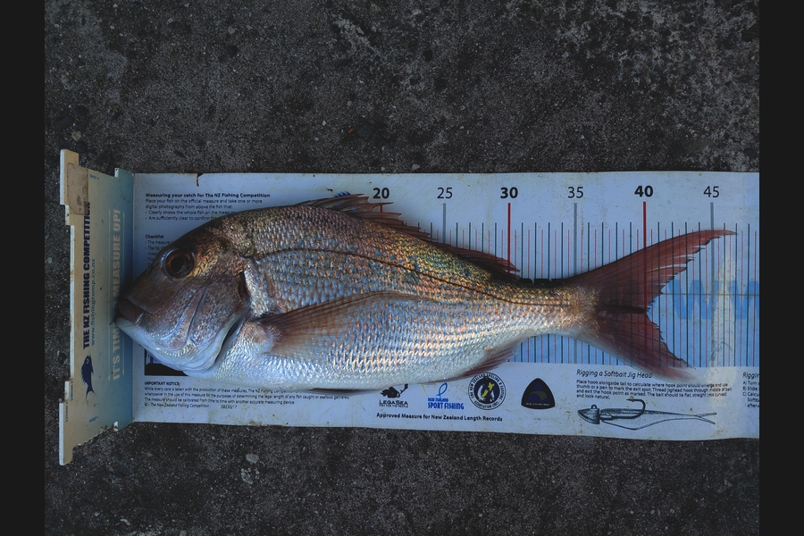 Bruce Hooper caught this 40.0cm Snapper at Northland during The Export NZ Fishing Competition