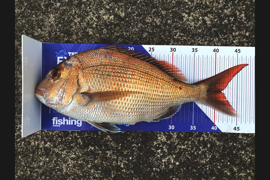 Jeremy Clark caught this 41.0cm Snapper at Auckland during The Export NZ Fishing Competition