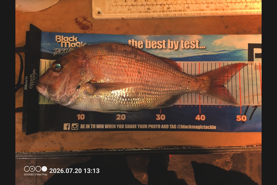 Colin Kerr caught this 46.0cm Snapper at East Cape during The Export NZ Fishing Competition