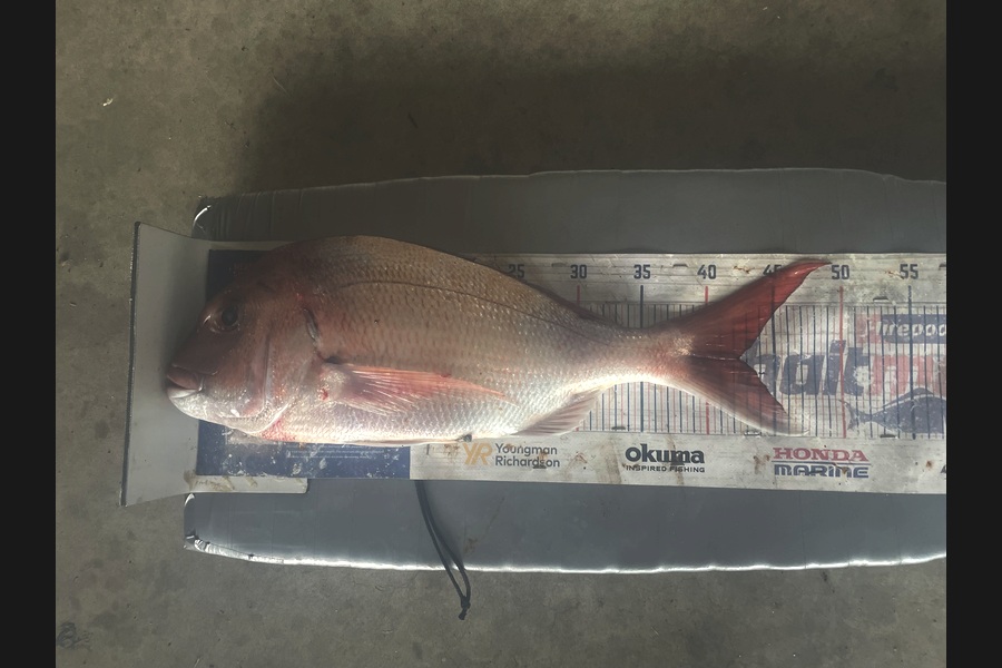 Graeme Duncan caught this 42.5cm Snapper at Bay of Plenty during The Export NZ Fishing Competition