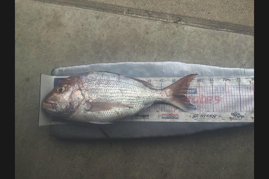 Graeme Duncan caught this 54.0cm Snapper at Bay of Plenty during The Export NZ Fishing Competition