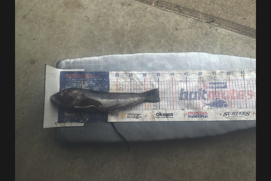 Graeme Duncan caught this 35.0cm Blue Cod at Bay of Plenty during The Export NZ Fishing Competition