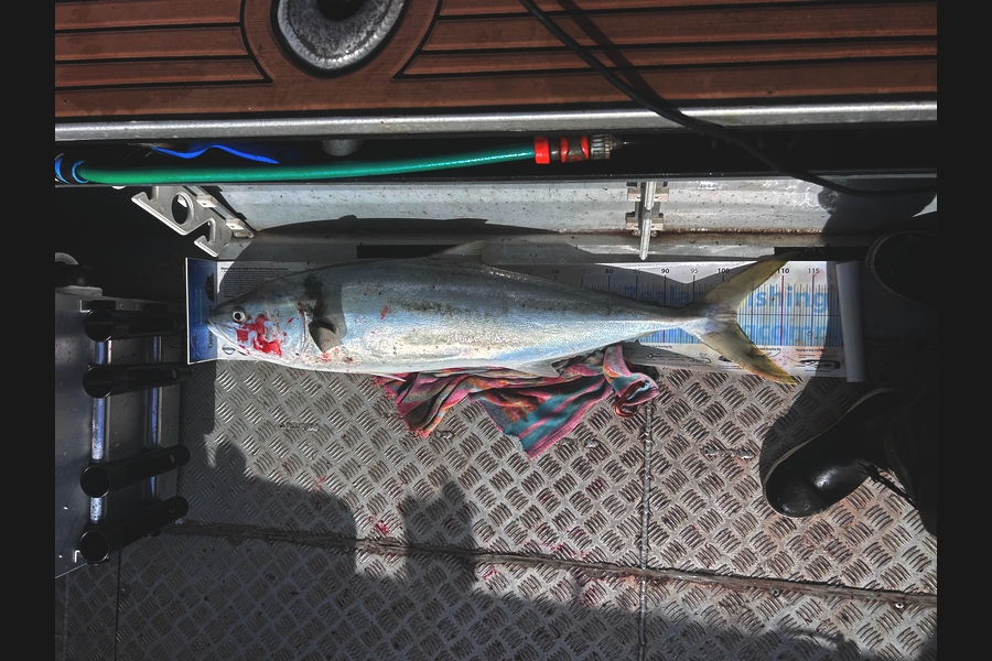 Jarrad Urwin caught this 102.5cm Kingfish at Northland during The Export NZ Fishing Competition