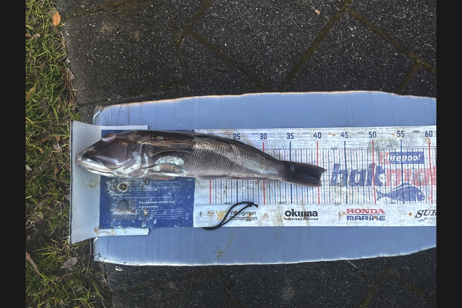 Graeme Duncan caught this 40.0cm Blue Cod at Bay of Plenty during The Export NZ Fishing Competition