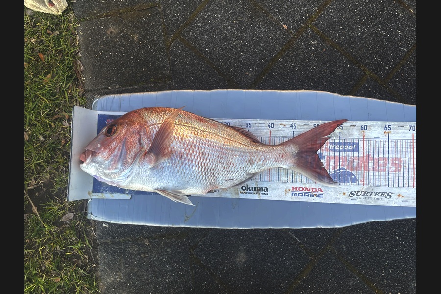 Graeme Duncan caught this 50.0cm Snapper at Bay of Plenty during The Export NZ Fishing Competition