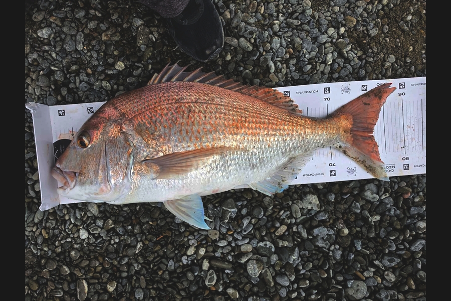 Pj Oughton caught this 81.0cm Snapper at Hawkes Bay during The Export NZ Fishing Competition