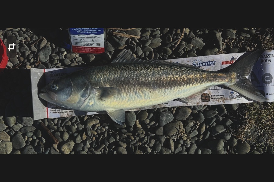 Pj Oughton caught this 61.0cm Kahawai at Hawkes Bay during The Export NZ Fishing Competition