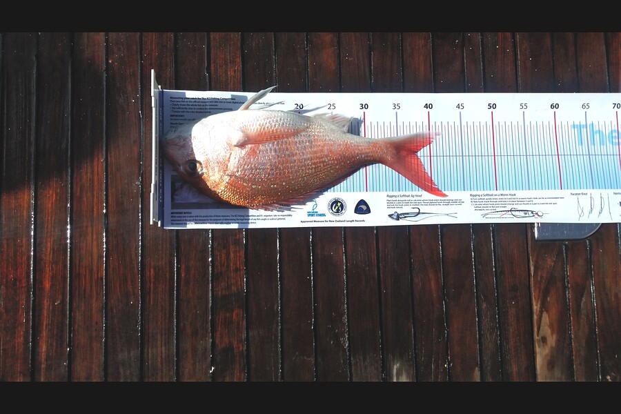 Paul Burrows caught this 37.5cm Snapper at Noises during The Export NZ Fishing Competition