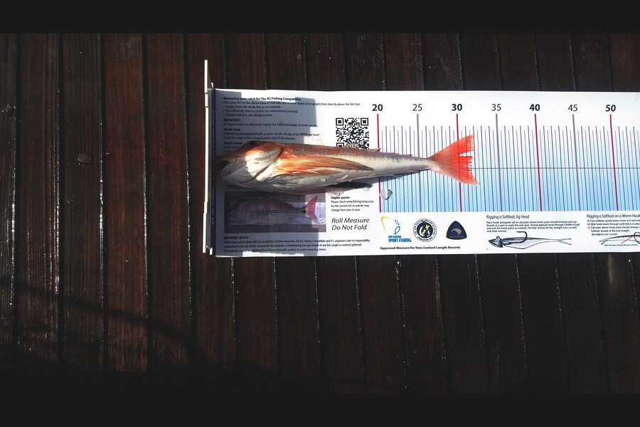 Peter Blackwell caught this 31.0cm Gurnard at Noises during The Export NZ Fishing Competition