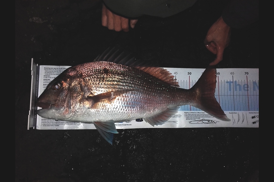 Steven Day caught this 58.5cm Snapper at whangarei during The Export NZ Fishing Competition