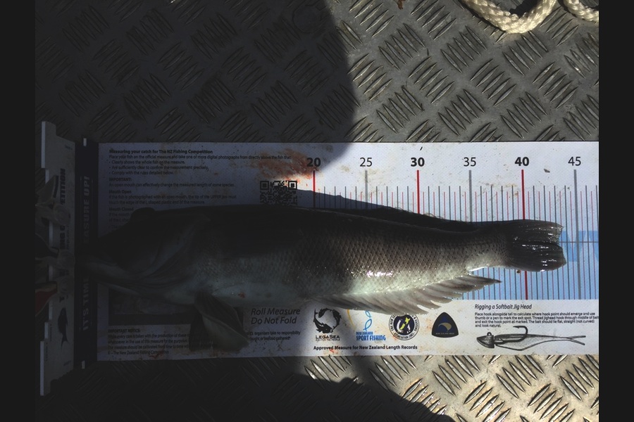 Matt Allen caught this 43.0cm Blue Cod at Wellington South during The Export NZ Fishing Competition