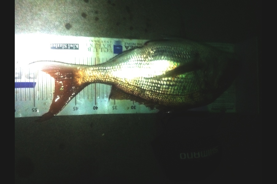 Matt Harrison caught this 49.5cm Snapper at Bream bay during The Export NZ Fishing Competition