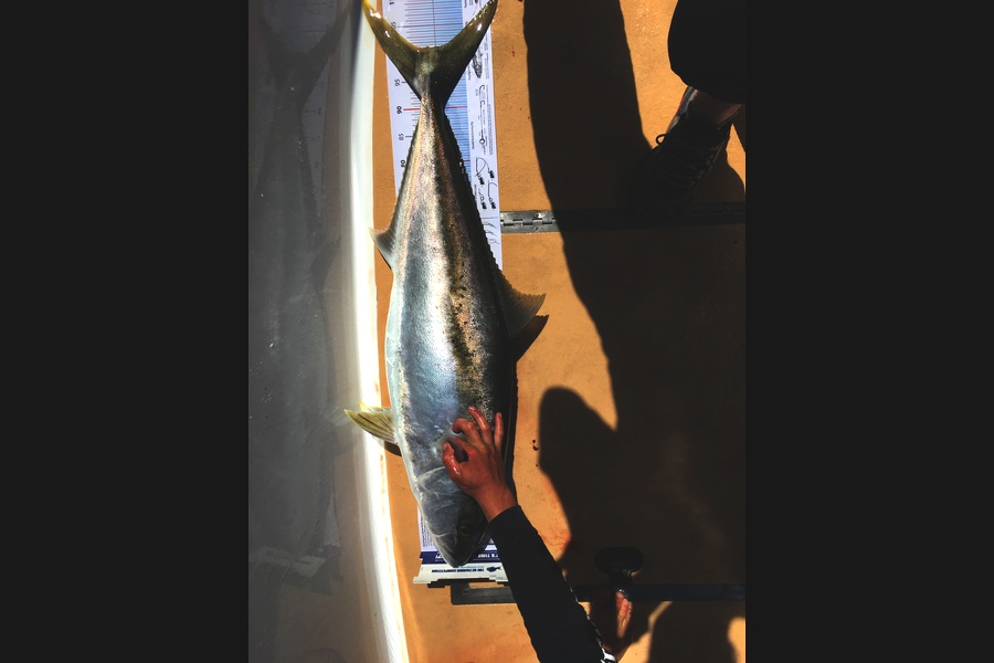 Greg Watkins caught this 101.0cm Kingfish at White island during The Export NZ Fishing Competition