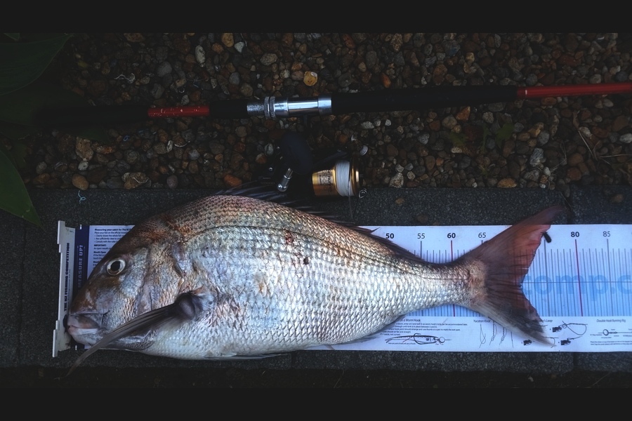 Michael  Fleming  caught this 71.0cm Snapper at Manakau west coast  during The Export NZ Fishing Competition