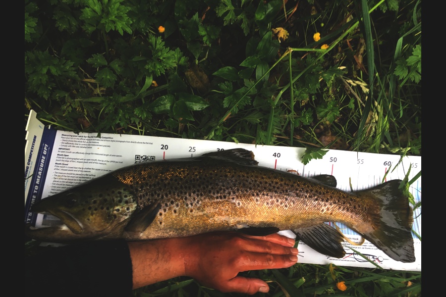 Ian Pedersen caught this 64.0cm Trout at BOP during The Export NZ Fishing Competition