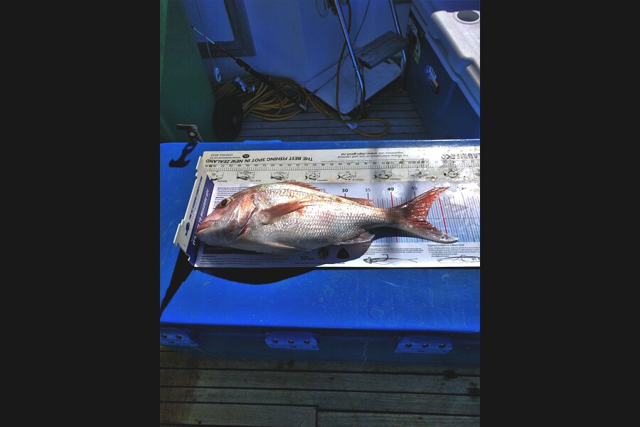 Peter Blackwell caught this 46.0cm Snapper at Tiri during The Export NZ Fishing Competition