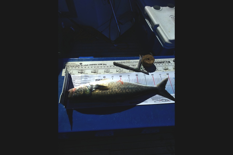 Paul Burrows caught this 55.0cm Kahawai at Tiri during The Export NZ Fishing Competition
