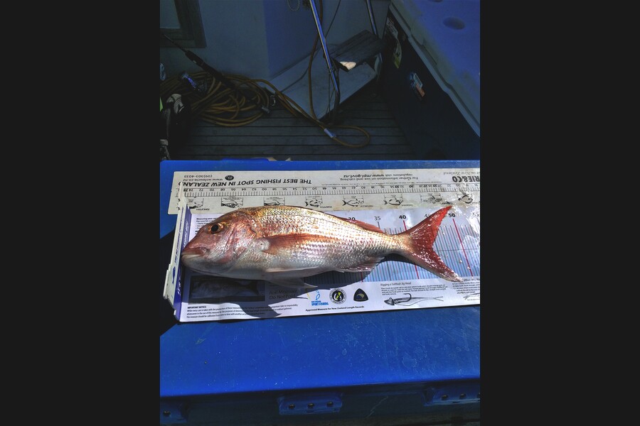 Paul Burrows caught this 44.0cm Snapper at Tiri during The Export NZ Fishing Competition