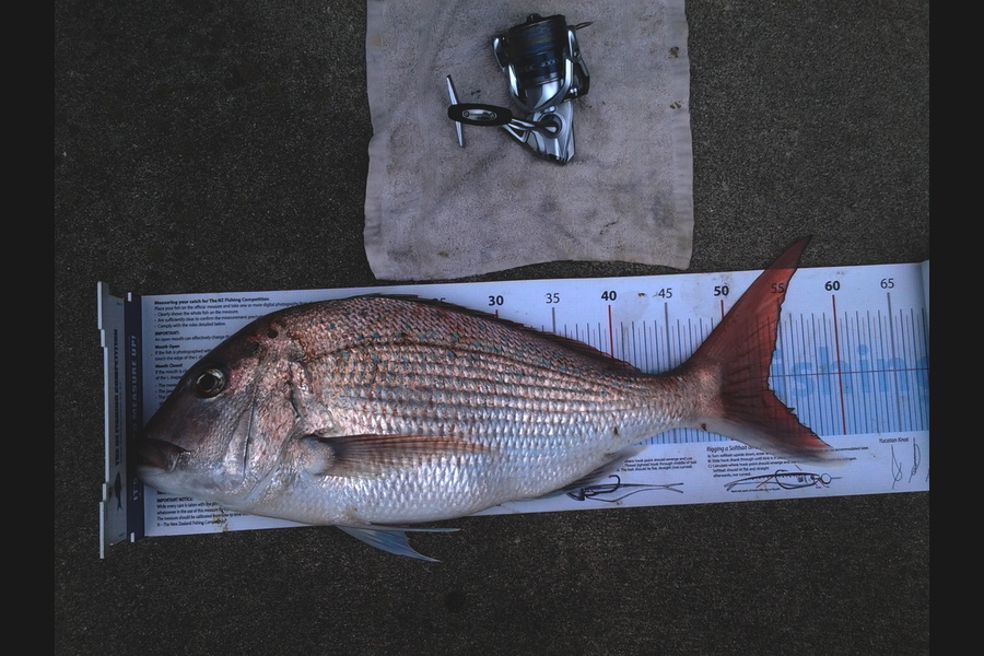 Michael Brown caught this 53.5cm Snapper at Papamoa during The Export NZ Fishing Competition