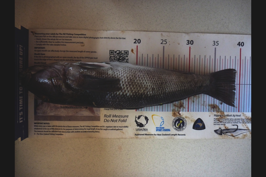 Jay Harland caught this 39.0cm Blue Cod at Banks Peninsula during The Export NZ Fishing Competition