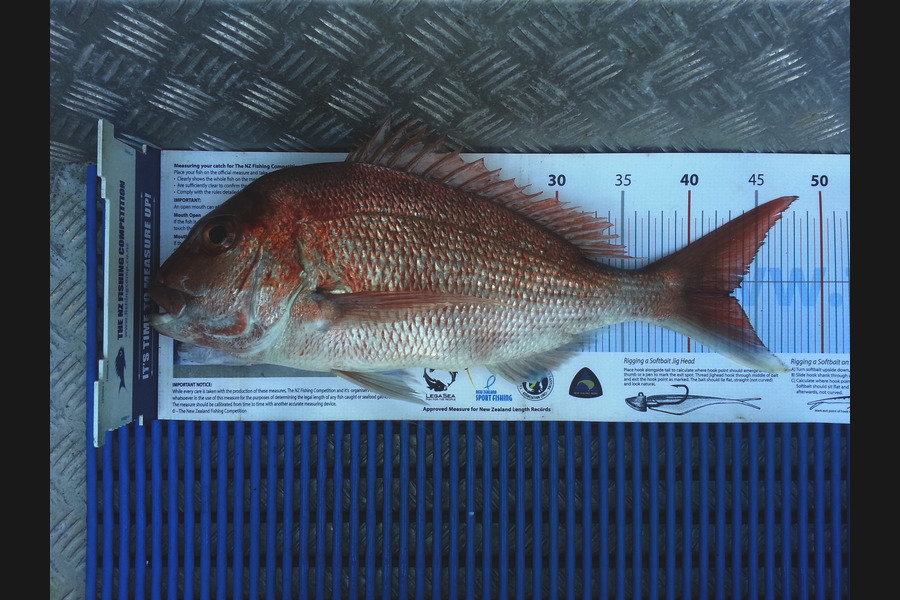 Brian  Gallogly caught this 43.0cm Snapper at Waiheke during The Export NZ Fishing Competition