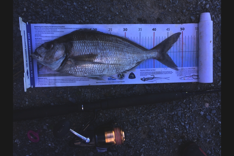 Sarah Hawkes caught this 44.5cm Tarakihi at The Hen ,Whangarei during The Export NZ Fishing Competition