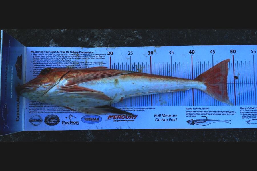 Steve Reed caught this 48.0cm Gurnard at wellington during The Export NZ Fishing Competition