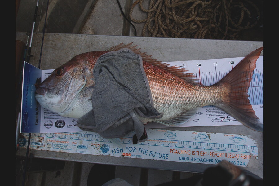 Lynette Ward caught this 63.5cm Snapper at Bottom End of Waiheke during The Export NZ Fishing Competition