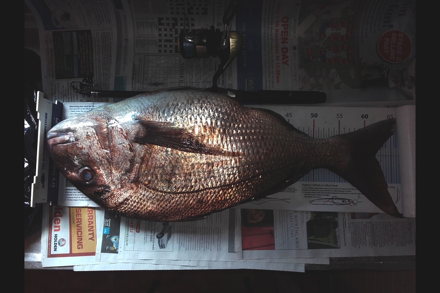 Steven Day caught this 62.0cm Snapper at whangarei during The Export NZ Fishing Competition