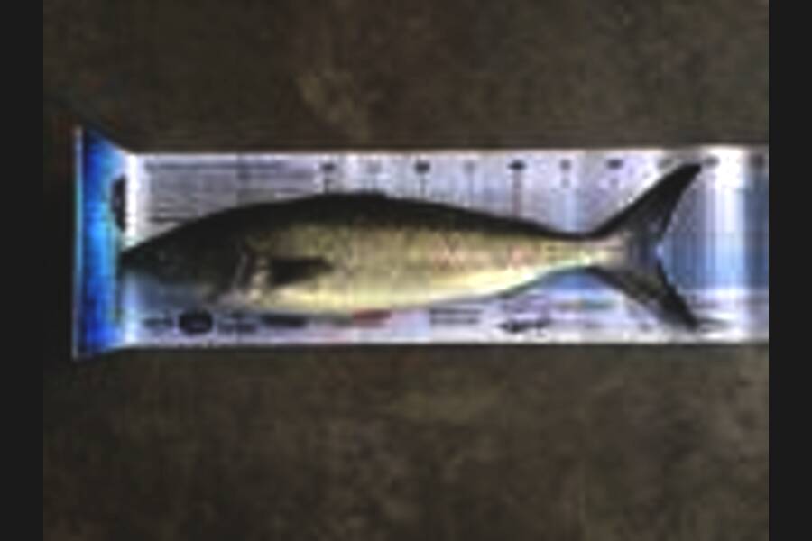 Johnny Huynen caught this 57.0cm Kahawai at Mana during The Export NZ Fishing Competition