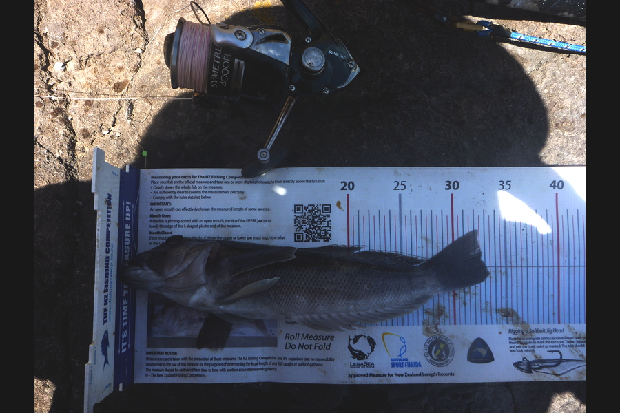 Jay Harland caught this 32.0cm Blue Cod at Banks Peninsula during The Export NZ Fishing Competition