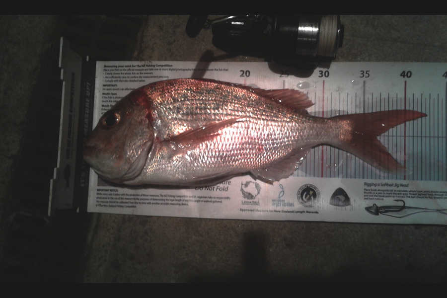 Steven Jameson caught this 36.0cm Snapper at Kawakawa during The Export NZ Fishing Competition