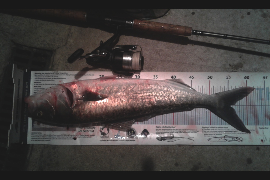 Steven Jameson caught this 55.0cm Kahawai at Kawakawa during The Export NZ Fishing Competition