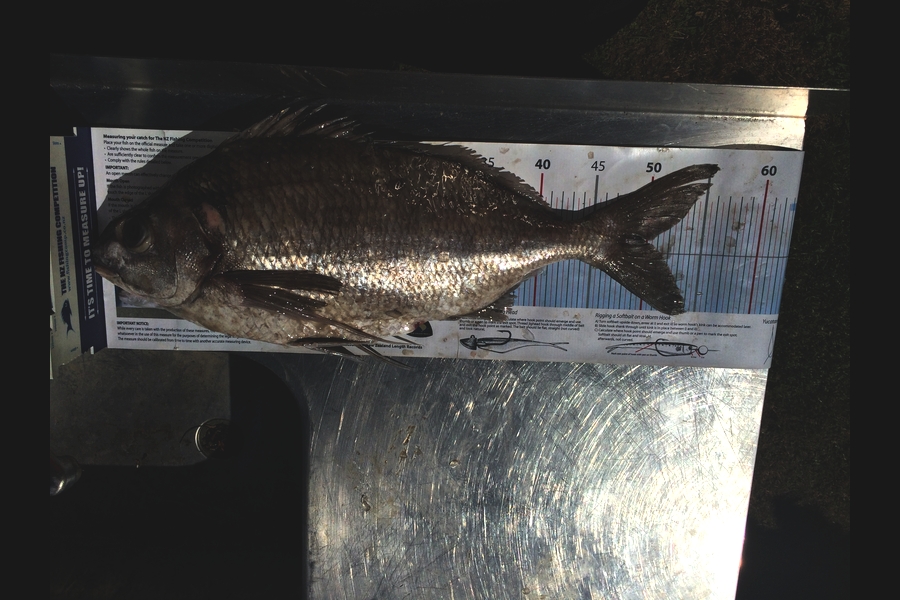 Neil Gwillim caught this 49.5cm Tarakihi at Bay of Plenty during The Export NZ Fishing Competition