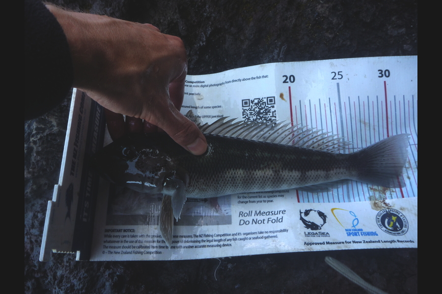 Jay Harland caught this 30.0cm Blue Cod at Banks Peninsula during The Export NZ Fishing Competition