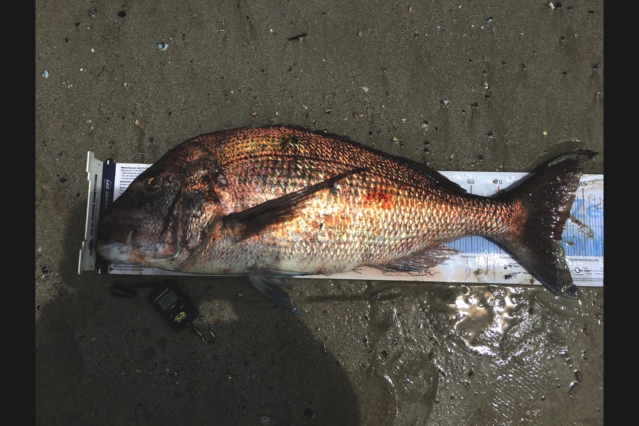 Ian Pedersen caught this 81.0cm Snapper at Far North during The Export NZ Fishing Competition