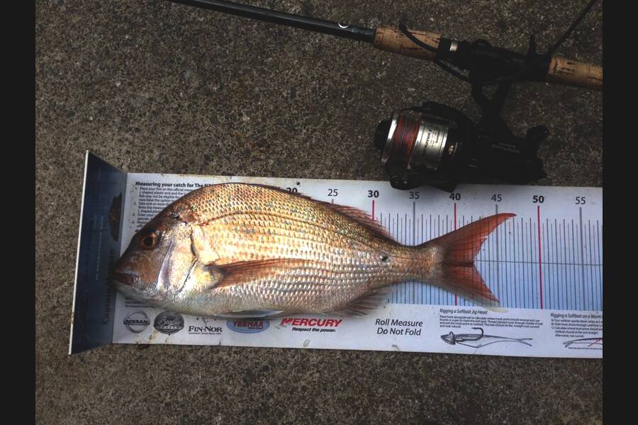 Anthony Murray caught this 42.0cm Snapper at Wellington Harbour during The Export NZ Fishing Competition