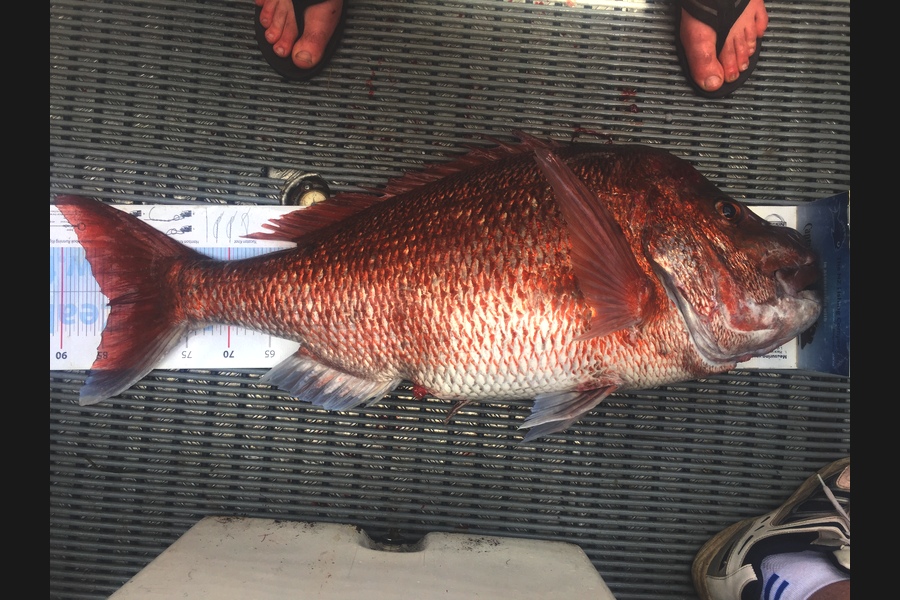 Brent Wall caught this 84.0cm Snapper at Cape Karikari during The Export NZ Fishing Competition