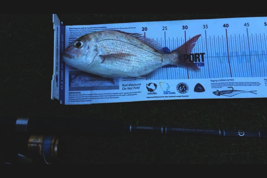 Joy Port-Philips caught this 31.0cm Snapper at Ponui Island ū during The Export NZ Fishing Competition
