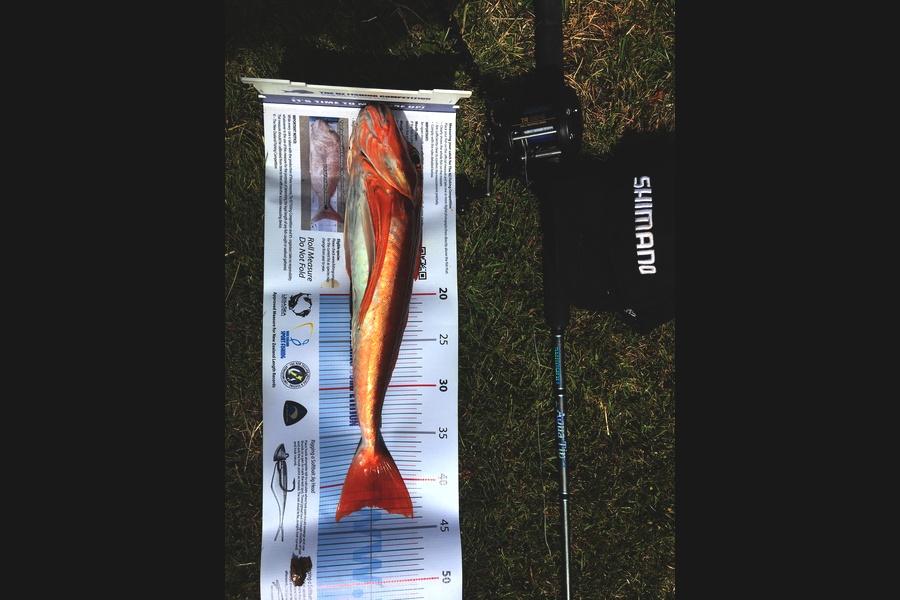 Craig Thompson caught this 42.5cm Gurnard at Ohawe during The Export NZ Fishing Competition