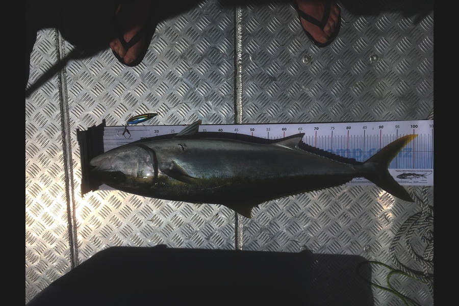 Greg Watkins caught this 92.5cm Kingfish at Gulf during The Export NZ Fishing Competition
