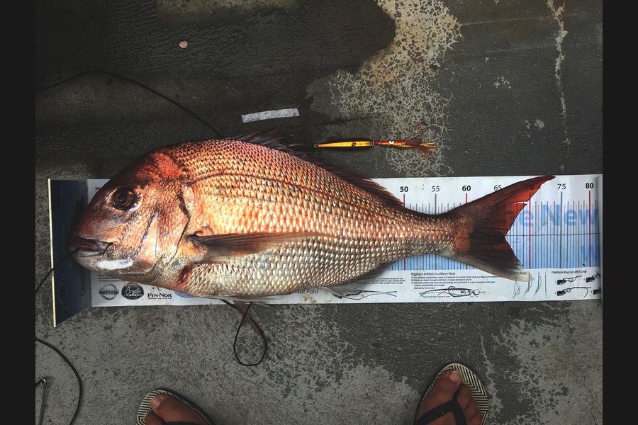 Hayden Walker caught this 66.0cm Snapper at Kapiti during The Export NZ Fishing Competition