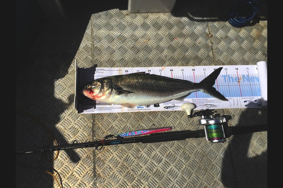 Stanley Miller caught this 57.5cm Kahawai at Chicks during The Export NZ Fishing Competition